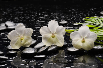 Obraz na płótnie Canvas spa still life of with three white orchid , , green plants leaves 