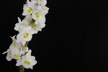 Elegant branch white orchid isolated on a black background, with copy space