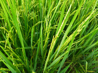 Fototapeta na wymiar Paddy field a growing semiaquatic crops, most notably rice and taro.
