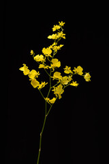 Elegant branchorchid isolated on a black background, with copy space