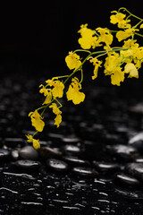 spa still life of with 
branch yellow orchid ,cand zen black stones wet background
