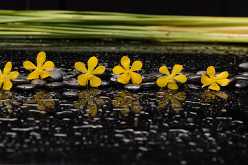 spa still life of with yellow orchid and 
and zen black stones with bamboo green palm ,wet background
