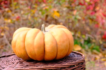 Ripe orange ginger beautiful pumpkin for thanksgiving day and halloween . High quality photo