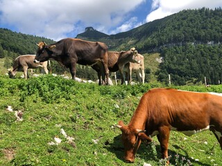 Wanderung Zauchensee