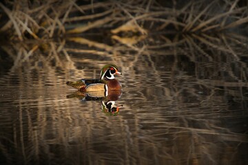 Carolina duck (Aix sponsa) wading on a pond