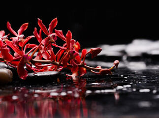 spa still life of with lying on 
branch orchid and zen black stones wet background
