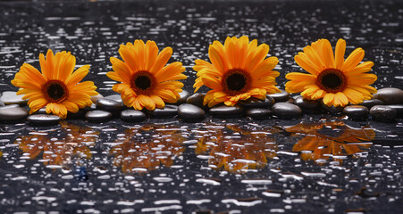 still life of with 
sunflower and zen black stones ,wet background
