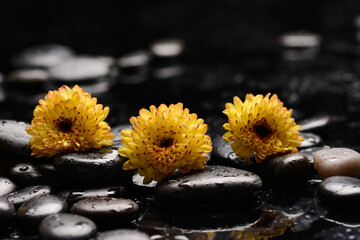 still life of with 
three yellow flower and zen black stones ,wet background
