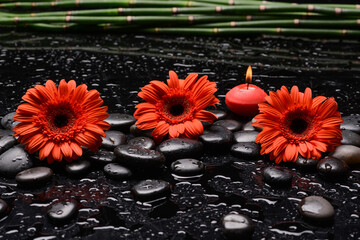 still life of with lying on 
red  orchid and zen black stones wet background

