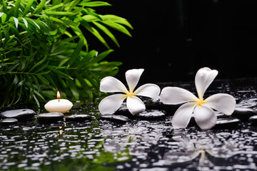 Fototapeta na wymiar Still life of with Yellow orchid and zen black stones,green palm on wet background 
