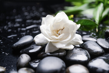 Still life of with 
gardenia with green leaves, and zen black stones on wet background
