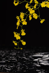 still life of set of yellow orchid and zen black stones on wet background