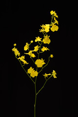 branch yellow orchid flower with stem on black background