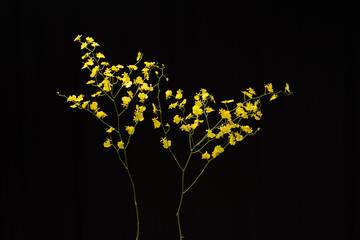 branch yellow orchid flower with stem on black background