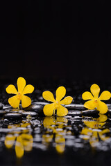 Still life of with 
Yellow row of orchid and zen black stones on wet background
