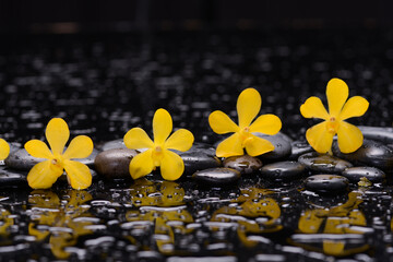 Still life of with 
Yellow row of orchid and zen black stones on wet background
