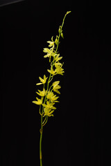 branch tropical yellow orchid flower with stem on black background with copy space