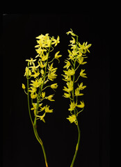 branch tropical yellow orchid flower with stem on black background