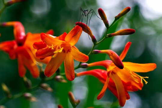 Closeup shot of Coppertips flowers from a rainforest in Ecuador
