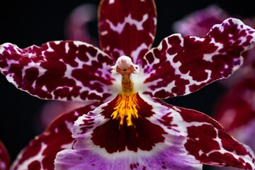 Macro shot of a odontoglossum orchid with a blur black background
