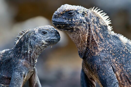 Closeup shot of two marine iguanas standing face to face with a blurred background