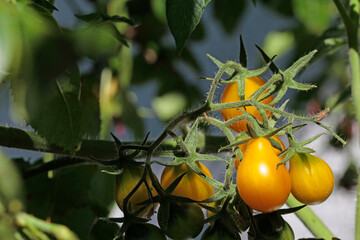 Stabtomate gelbes birnchen