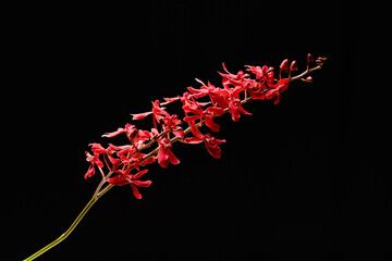 Red orchid flower branch bloom included clipping path on black background