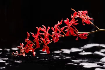 Fotobehang Still life of with lying on   Branch red orchid , and zen black stones on wet background  © Mee Ting
