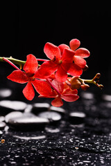 Still life of with lying on  
Branch red orchid , and zen black stones on wet background
