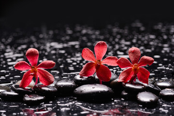 Still life of with 
Three red  orchid with zen black stones on wet background
