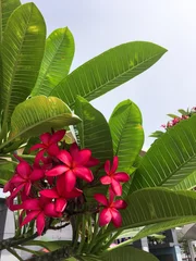 Foto op Canvas Plumeria flower red frangipani tropical flower, plumeria flower blooming on tree, © Mee Ting