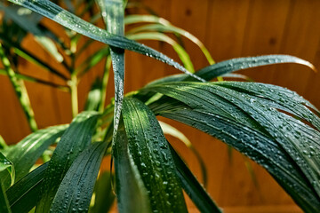 Leaf of Kentia houseplant with drops of water close up. Moisturize leaves of tropical plants during the heating season at home. Greenery at home. Eco-friendly life. Taking care of plants, hobby.