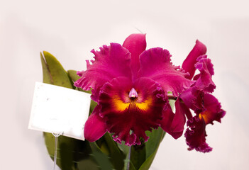 Yellow ,red orchid flower branch bloom included clipping path