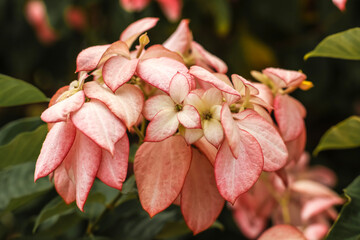 Ashanti Blood bloom . Full flower