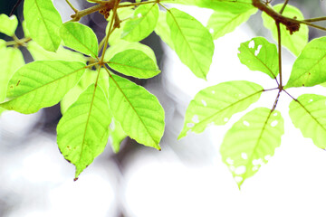 abstract background bokeh from Golden Tree leaves. Concept bokeh from nature, soft and selective focus.