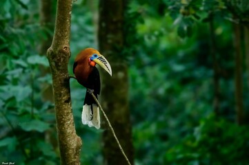 Closeup of a rufous-necked hornbill perched on a tree branch © Pinaki Ghosh/Wirestock Creators