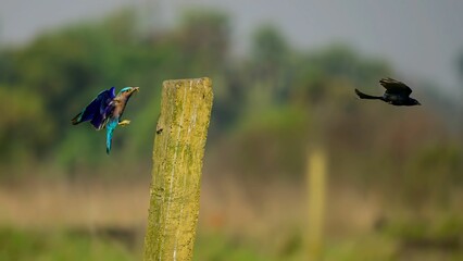 Closeup of an Indian roller flying with a Black drongo near a wooden pillar