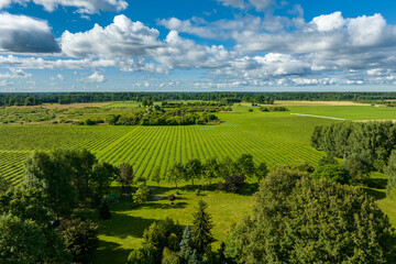 Fototapeta na wymiar Sunny summer morning with blue sky, aerial view of green quince fields