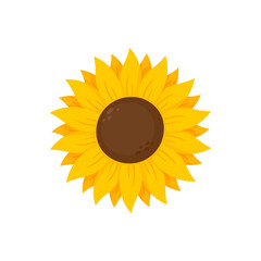 yellow sunflower vector bloom in spring