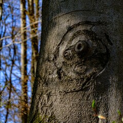 Closeup shot of the naturally formed curious bark of a beech tree shaped like an ugly face