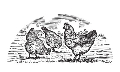 Fototapeta na wymiar Engraved hens on the grass in farmland. Hand drawn vector illustration