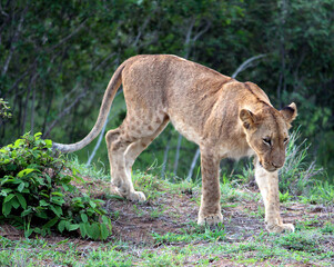 Obraz na płótnie Canvas Sub-adult African lion (Panthera leo) resting in Kruger National Park (South Africa) : (pix SShukla)