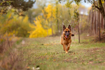 Young german shepherd dog running