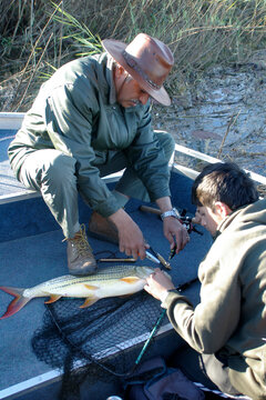 Father and son removing a hook from a tiger fish in a boat, Okavango Delta, Botswana