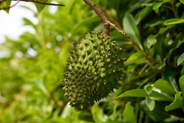 Closeup of a soursop or graviola growing on a tree