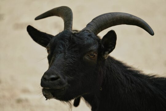 Close-up portrait of a black American Pygmy with horns before the white background