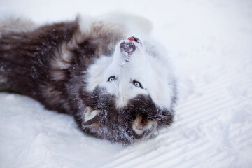 Alaskan Malamute dog lies in the snow in winter