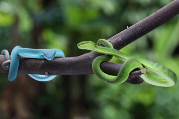 Blue insularis and green Trimeresurus albolabris snakes on a branch, Indonesia