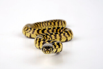Fototapeta premium Brooks' kingsnake // Brooks Königsnatter (Lampropeltis getula brooksi)