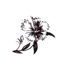 blooming carnation, graphic black and white drawing, botanical sketch